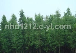 中山杉小苗与眉杉中联 两种特色杉树的识别与种植管理