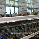 生态禽业之珍 野鸡、珍珠鸡与土鸡的养殖与价值探索